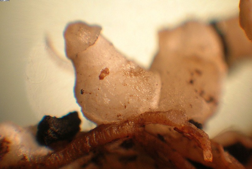Coprinopsis strossmayeri (Schulzer) Redhead et al.